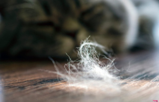 It's the time when cats lose their hair, here's...