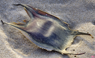 Nobody knows what it is, yet we see it on all French beaches