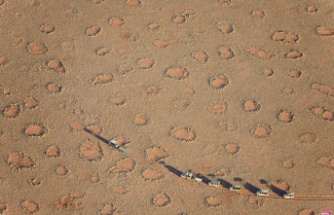 Strange circles appeared in hundreds of places on the planet, common points put researchers on a trail