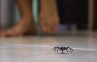 Here's why you shouldn't trap spiders in your vacuum cleaner