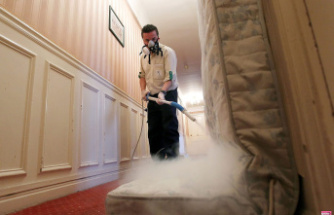 Bedbugs considered a “scourge” in France: will the State help contaminated homes?