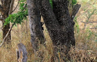 You're 10/10 on both eyes if you can spot the leopard hiding in this image