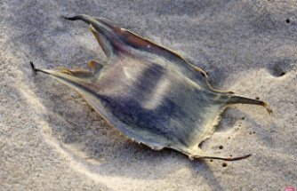 Nobody knows what they are and yet we see them on all French beaches
