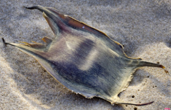 Nobody knows what they are and, yet, we see them on all the beaches of France