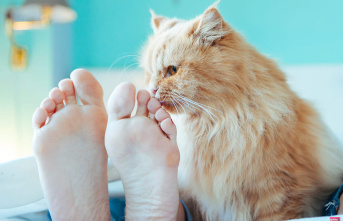 Does your cat lick you? It's not because he loves you