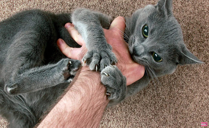 Does your cat bite you when you pet it? This is what he wants to tell you