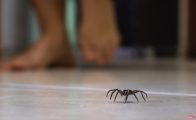 Here's why you shouldn't trap spiders in your vacuum cleaner