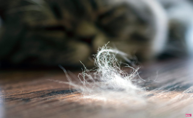 It's the time when cats lose their hair, here's how to escape it