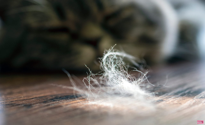 It's the time when cats lose their hair, here's how to escape it