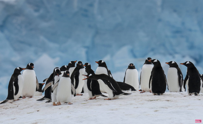 Here's a job you never thought of: counting penguins in Antarctica